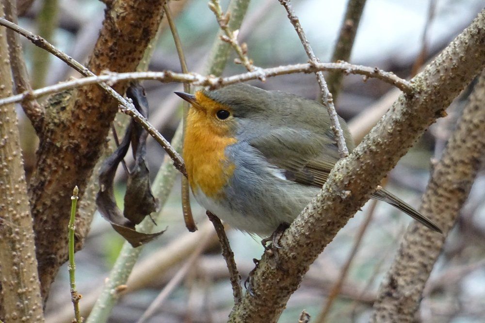 A Robin in Winter - Малиновка, зимой