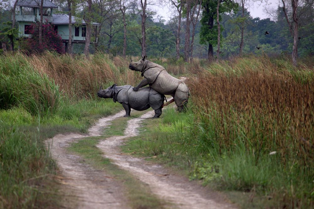 The Huge Mating