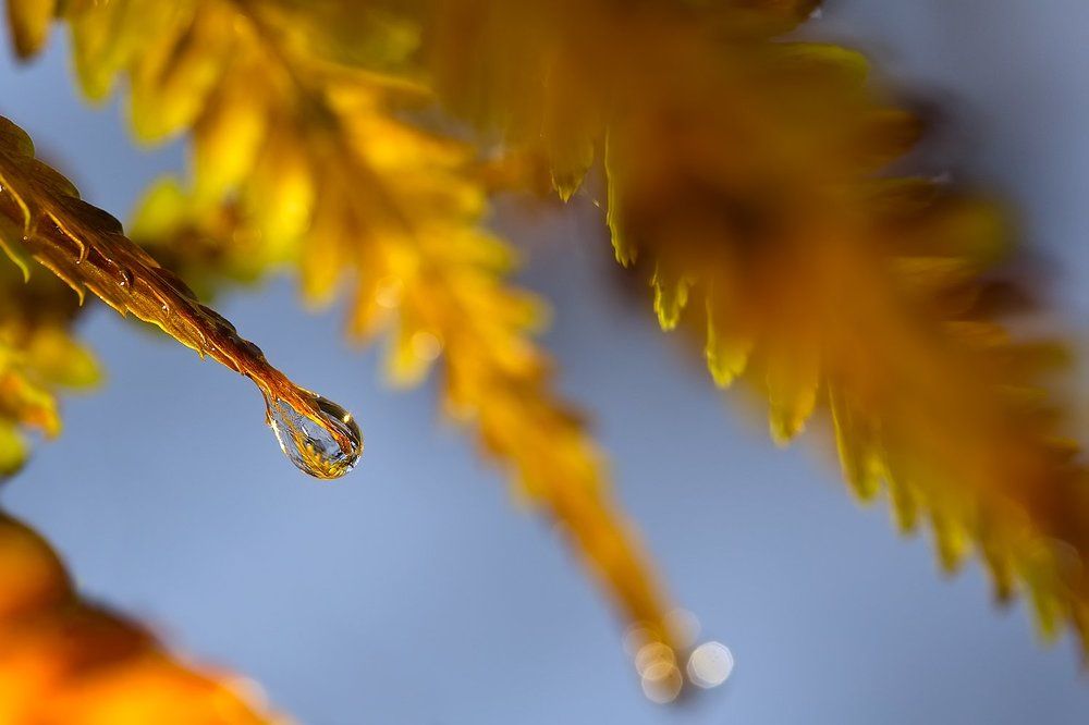 слёзы осени