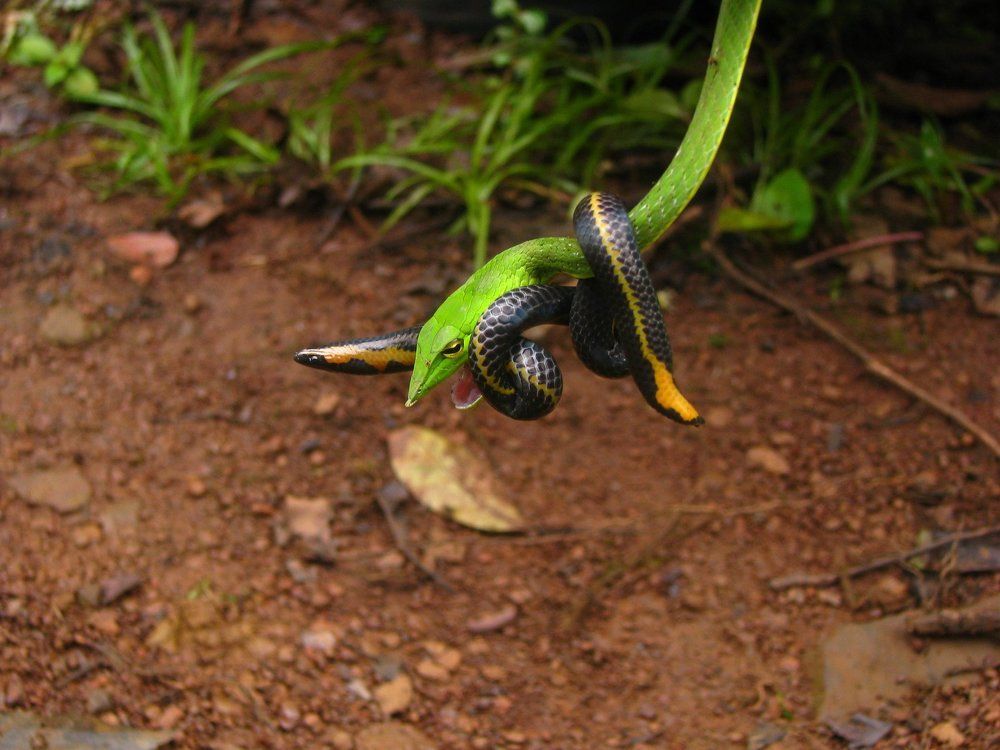 The snake that eats another snake