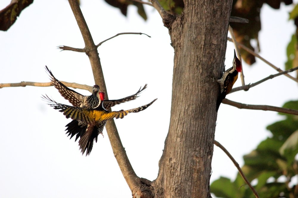 Flying Courtship