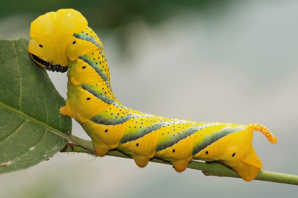 yellow Caterpillar