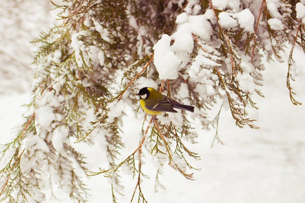 синичка на ветке