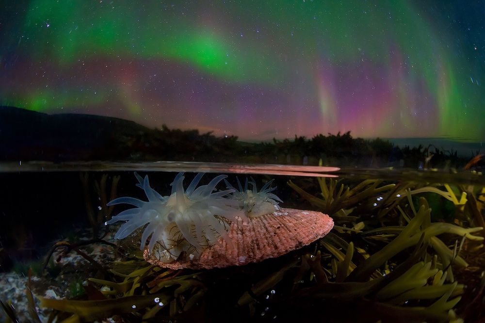 Краски северных морей