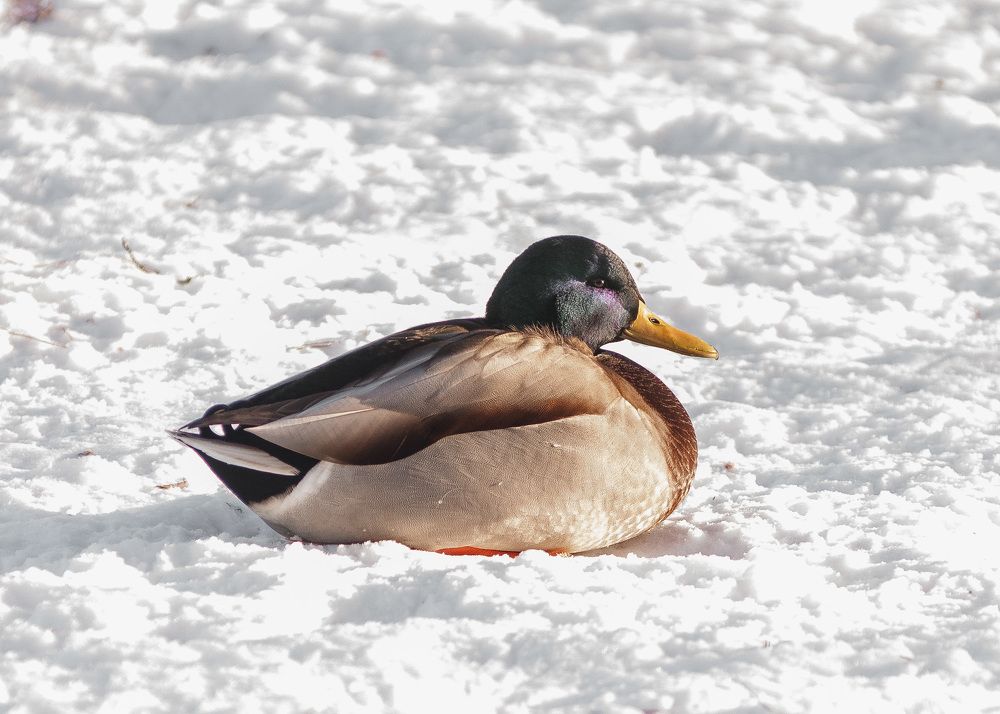 селезень на снегу.