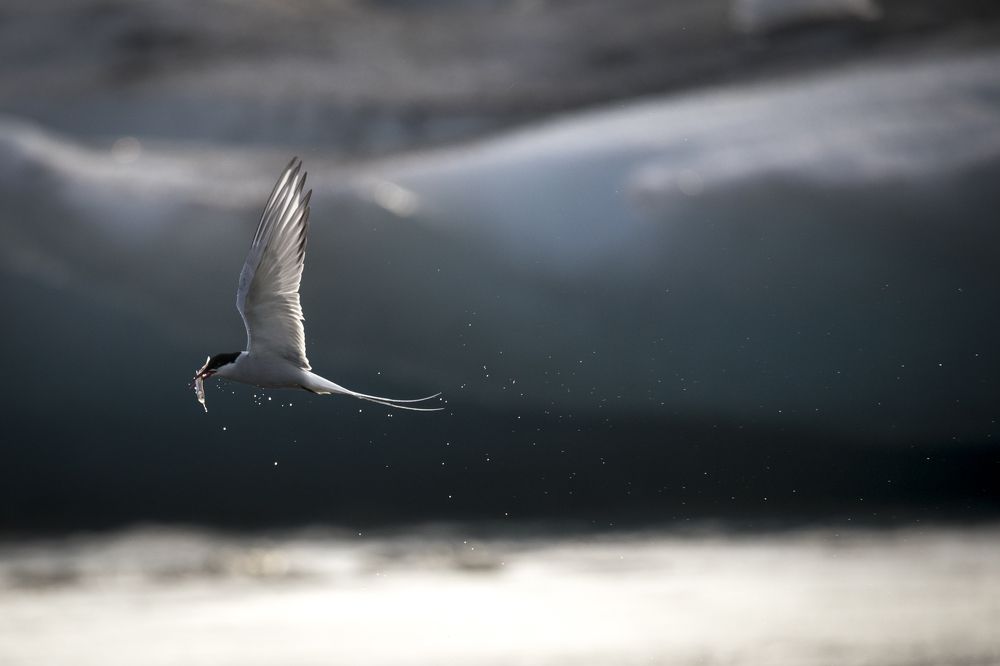 Arctic Tern