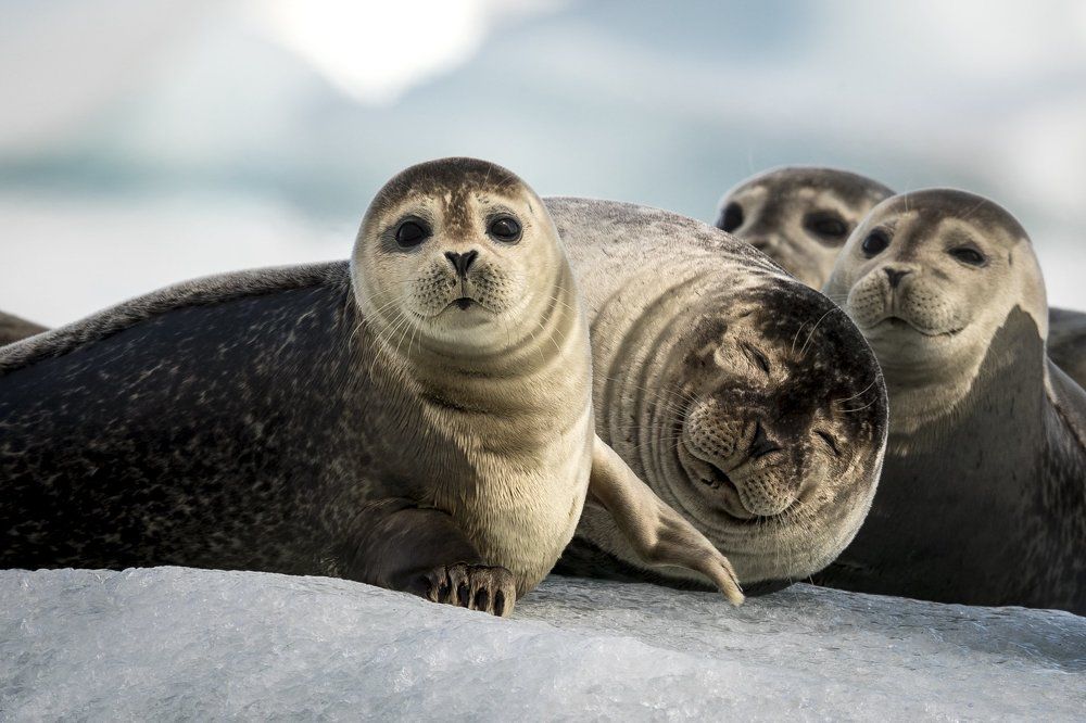 seals