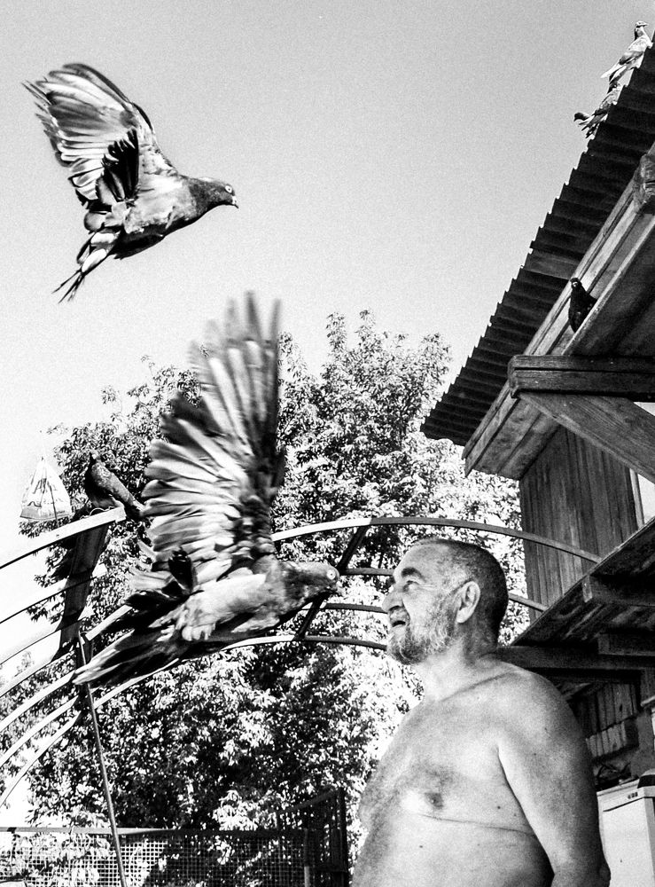 Старик и голуби