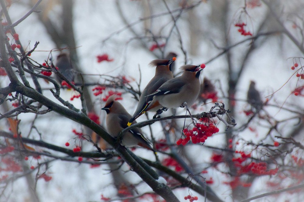 Свиристель