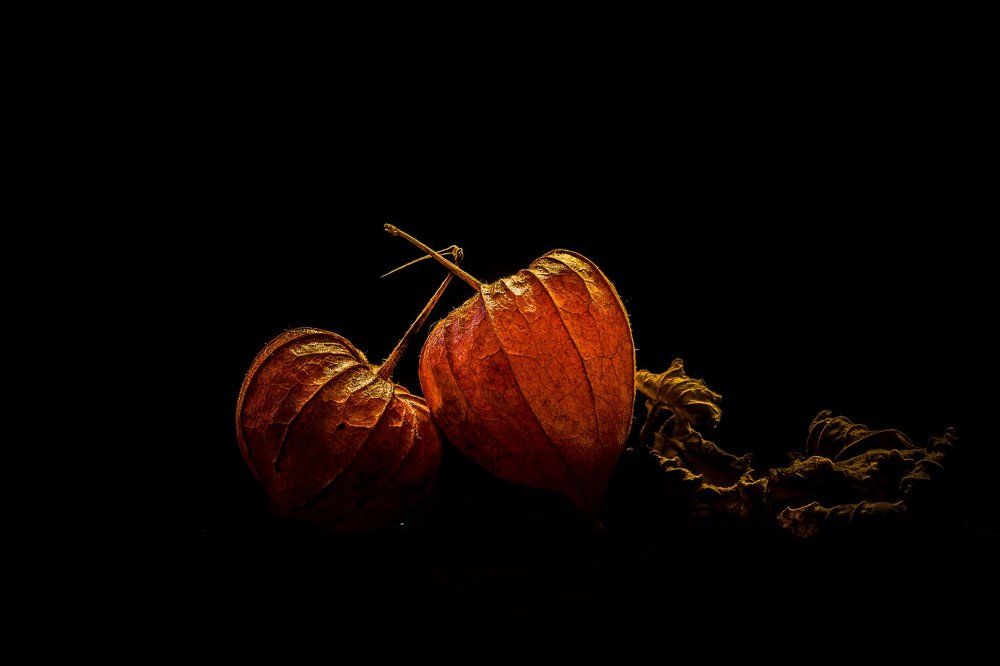 Physalis