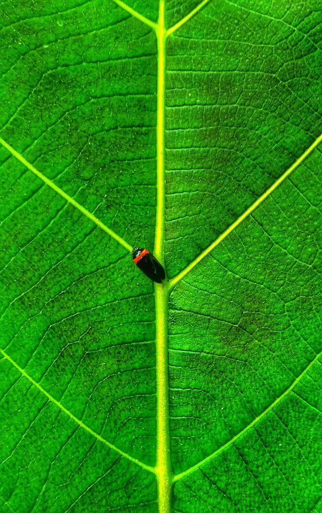 Green channels