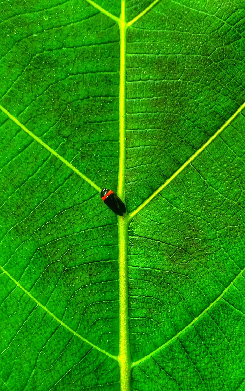 Green channels