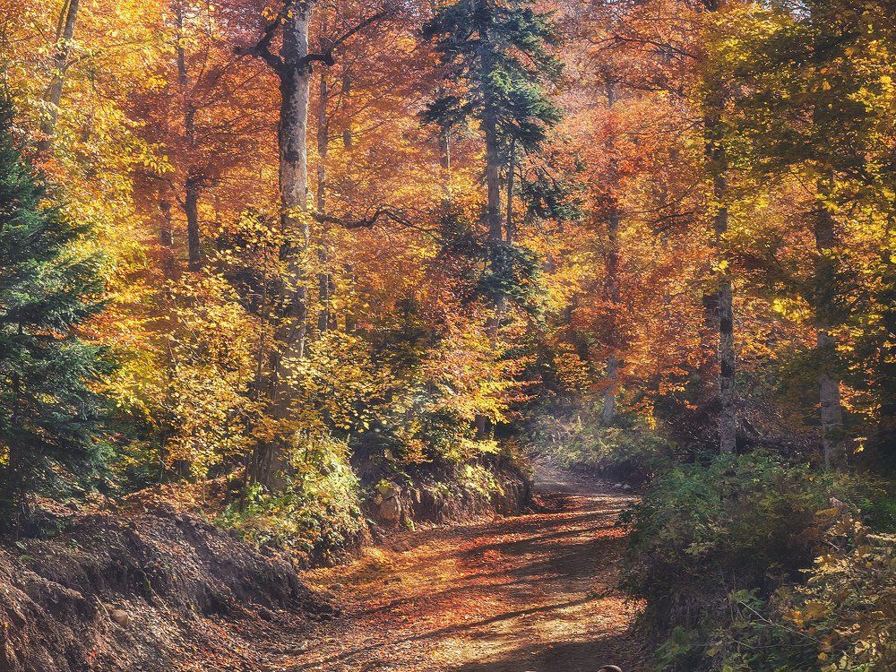 Лес, точно терем расписной