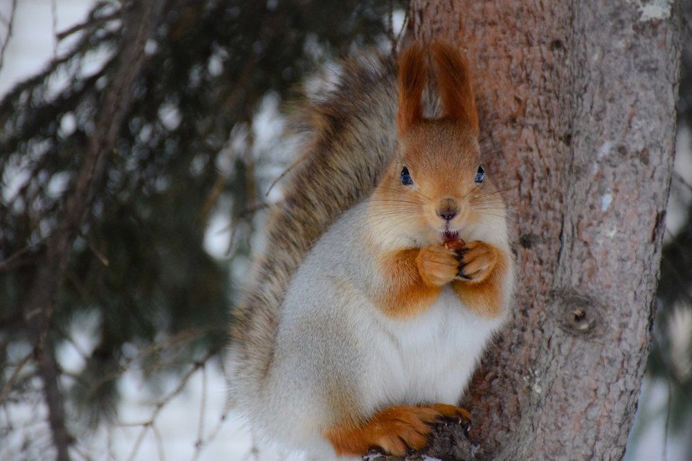 Белочка с орешком