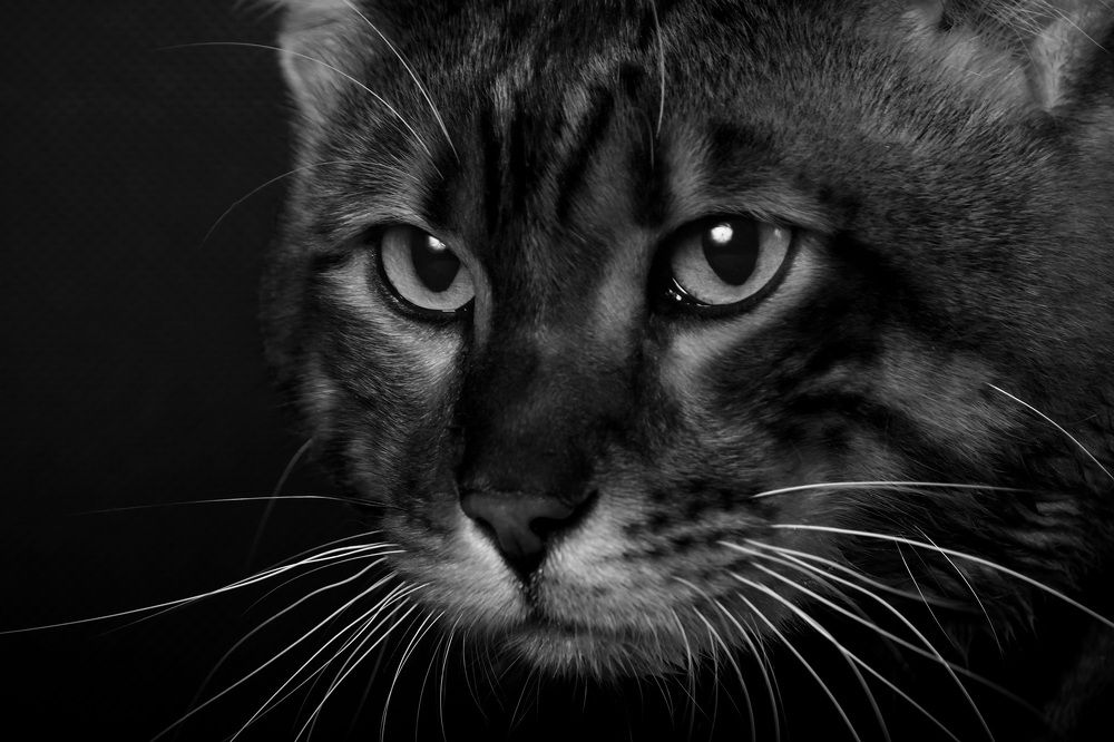 Photograph by Елена Кутепова