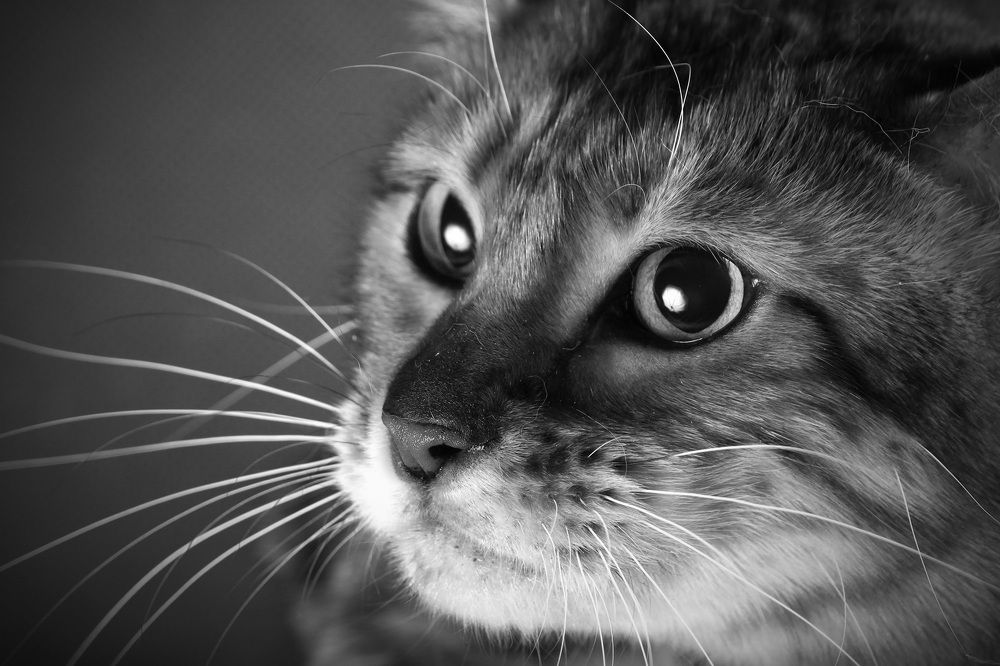 Photograph by Елена Кутепова