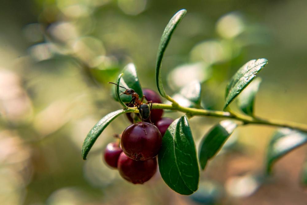 МАЛЕНЬКИЕ ЛЕСНЫЕ ОБИТАТЕЛИ