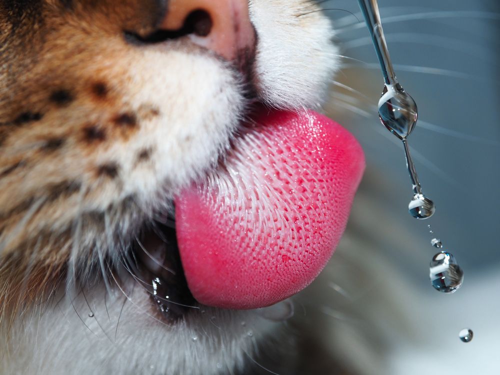 капли для кота