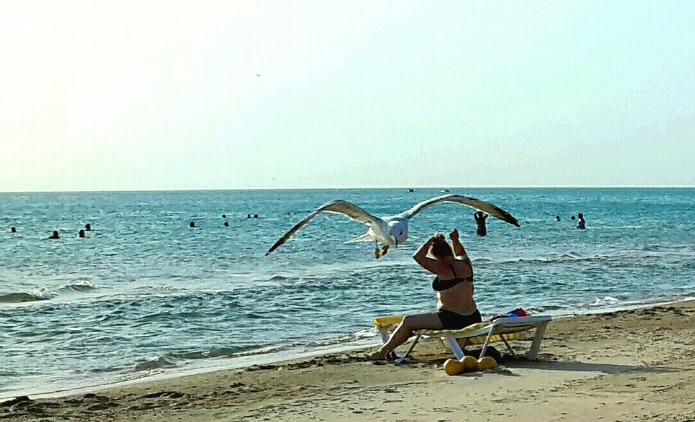 Чайка над чайкой