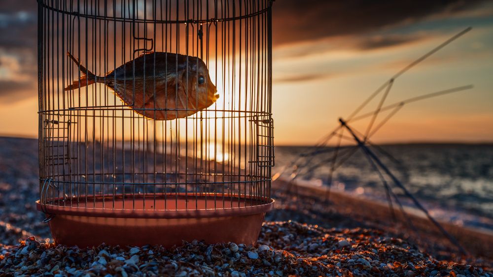 Зарождение полета