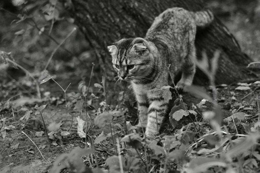 Домашний кот