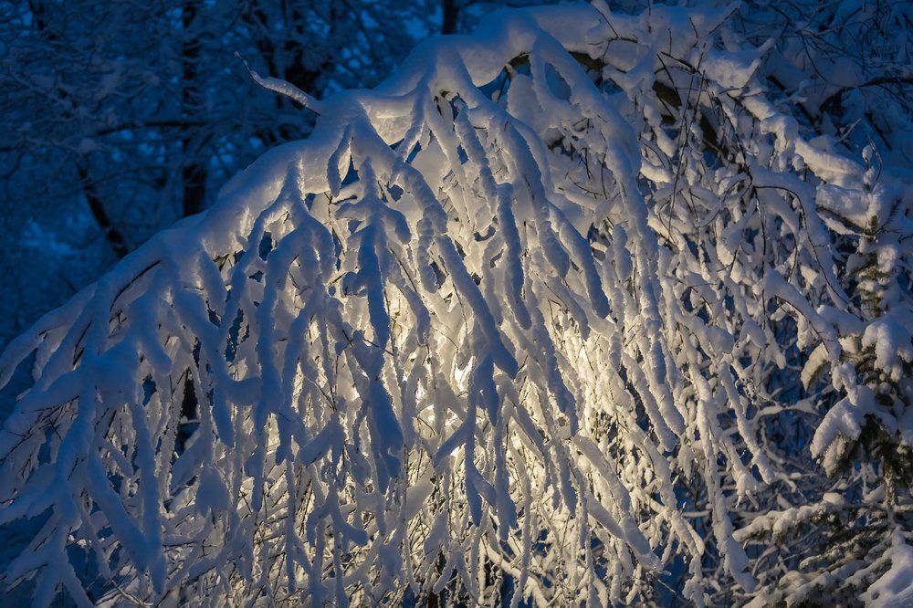 Снежные лапы