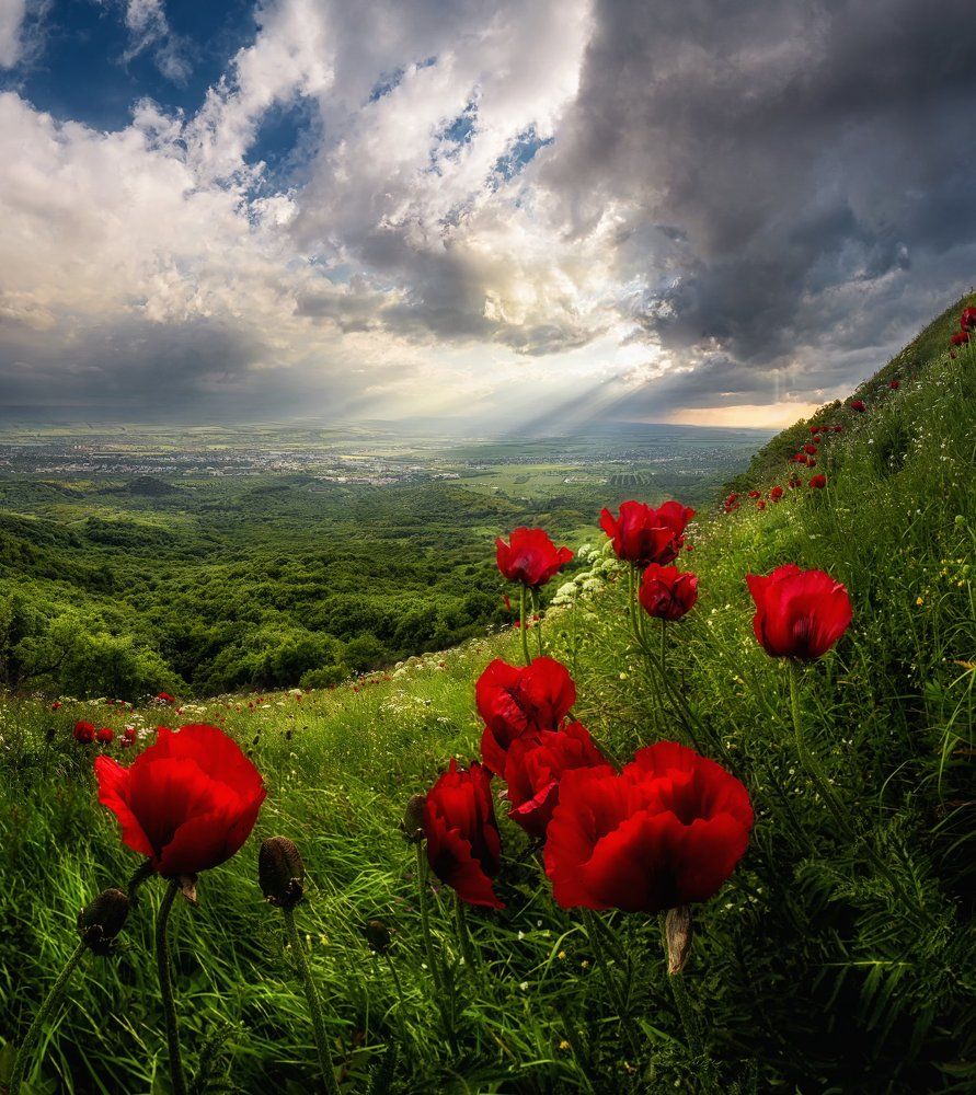 Реликтовые маки Бештау