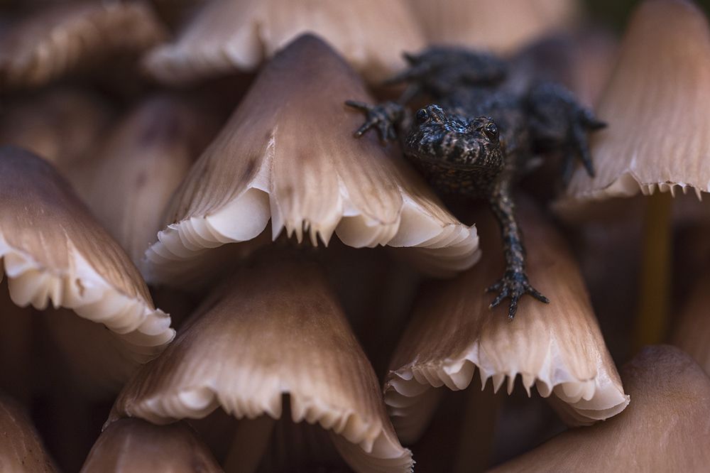 Среди грибов