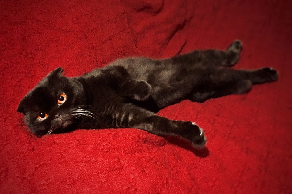 Just a beautiful cat (Просто красивый кот)