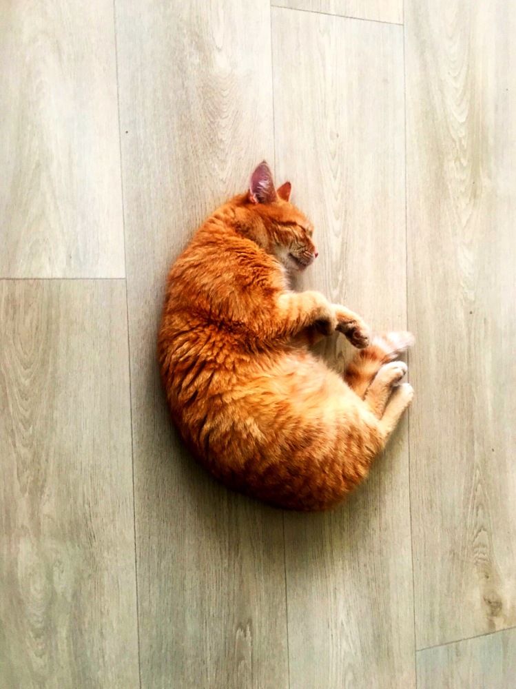 Slleping red cat Little (Спящий рыжий кот Масик)