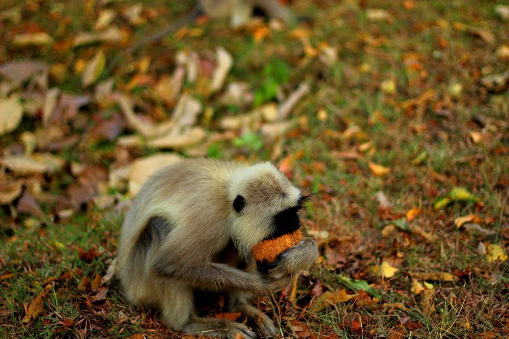 Photograph by Ajithkumar