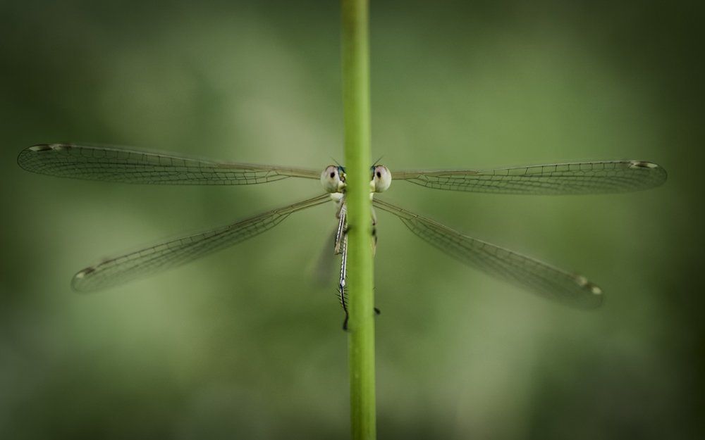 Photograph by Mihail-Bogdan Chirobocea