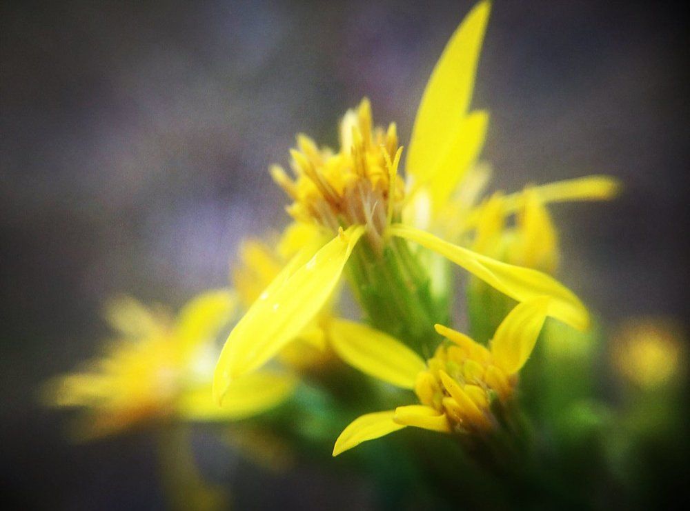 Нежность цвета