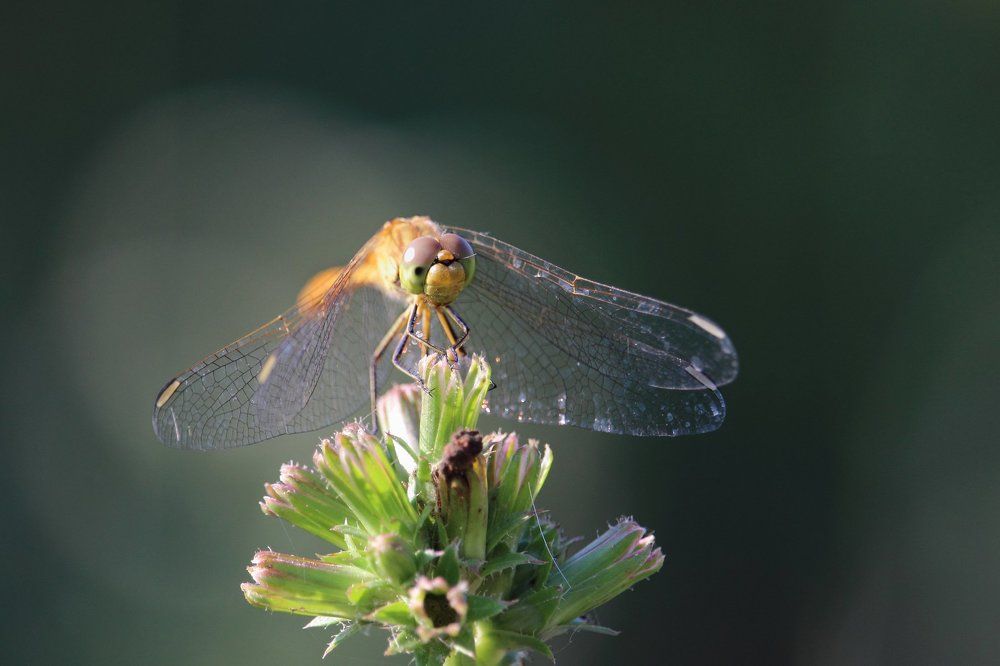 Фотография автора Дарья Шамакина
