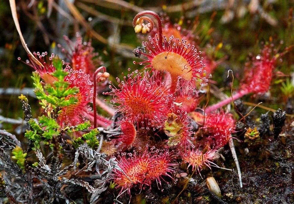 Растение-хищник. Росянка