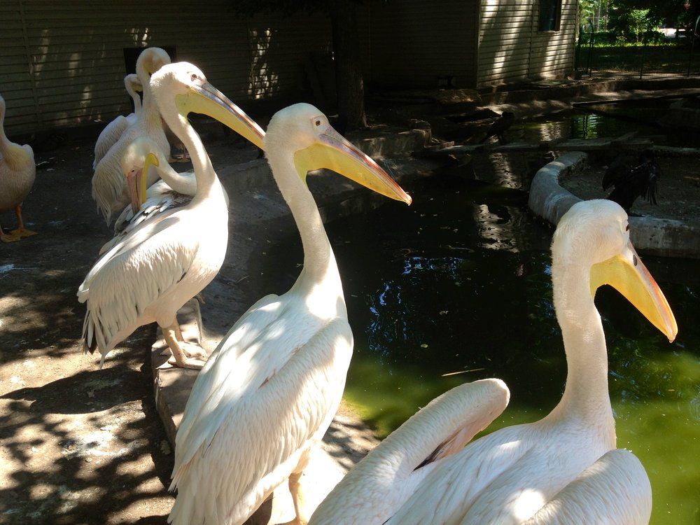 Пиликаньчики