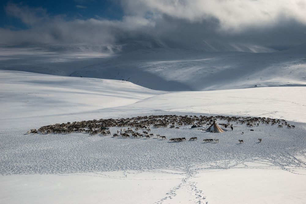 Зимний день ненца-оленевода