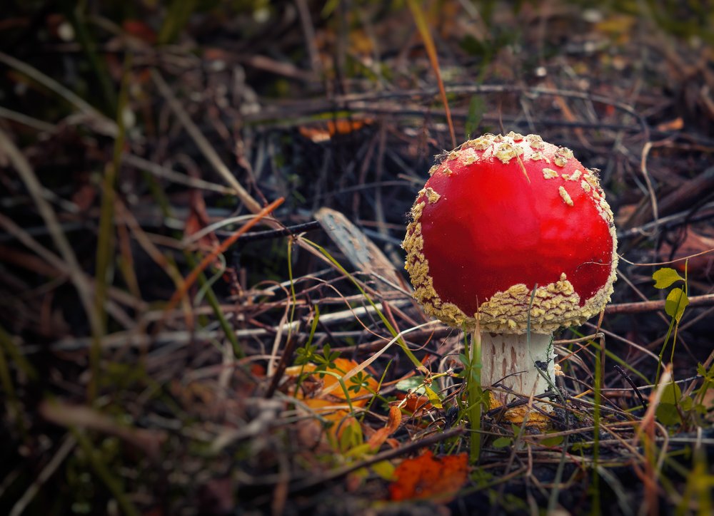 осенняя зарисовка