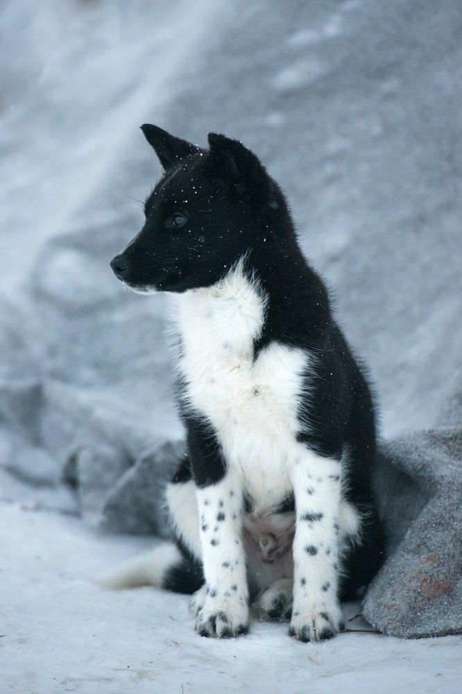 Ненецкая оленегонка