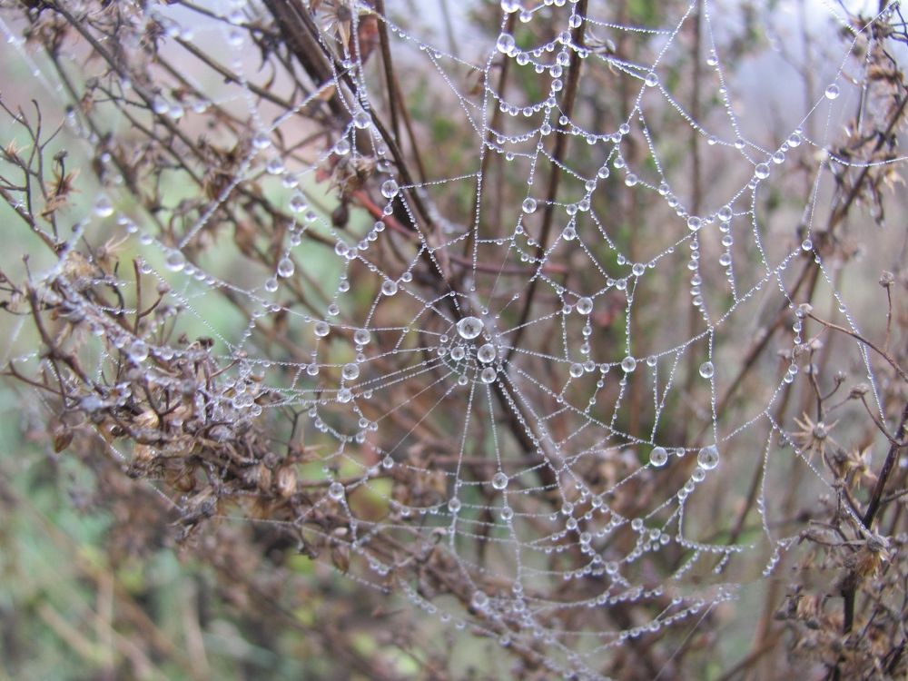 Драгоценные сети