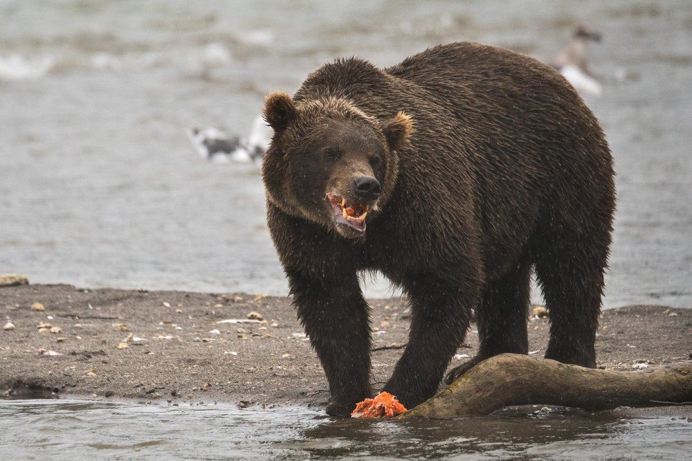 Голодный, большой, злой
