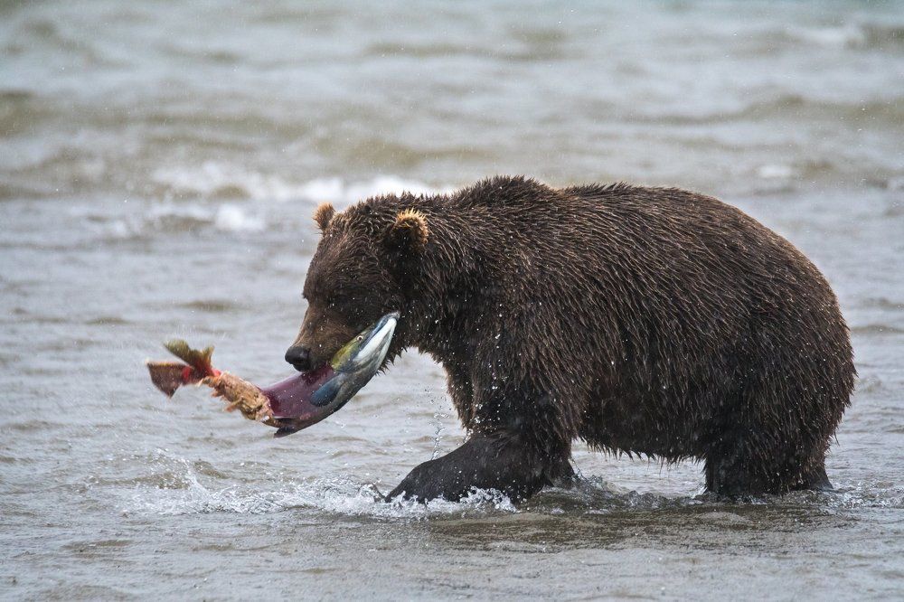 Компромиссный обед