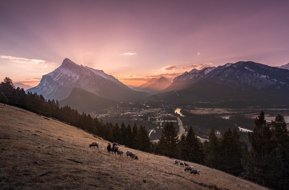 ГОРНЫЕ КОЗЛЫ