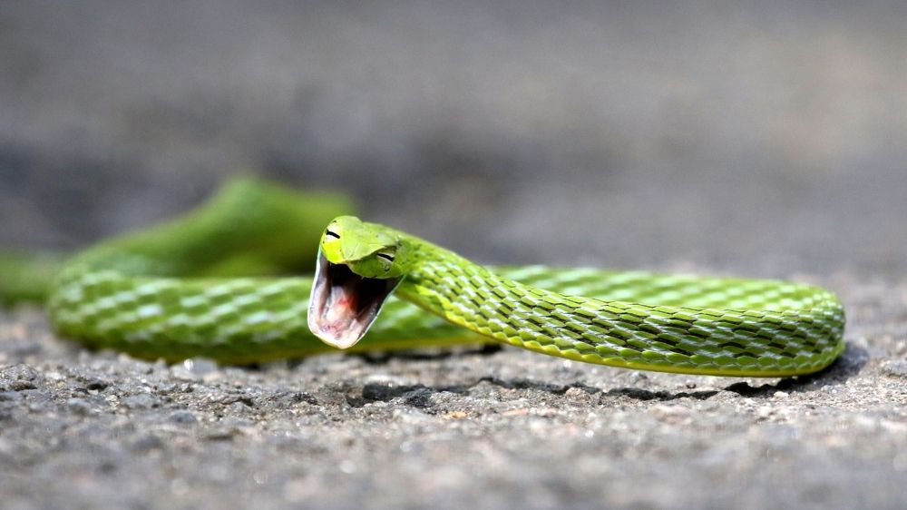 CRYING SNAKE