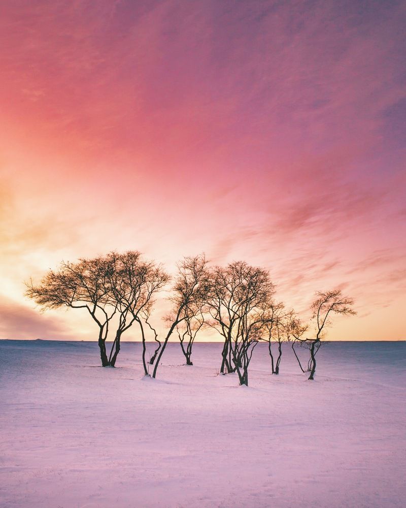 Winter in the prairies
