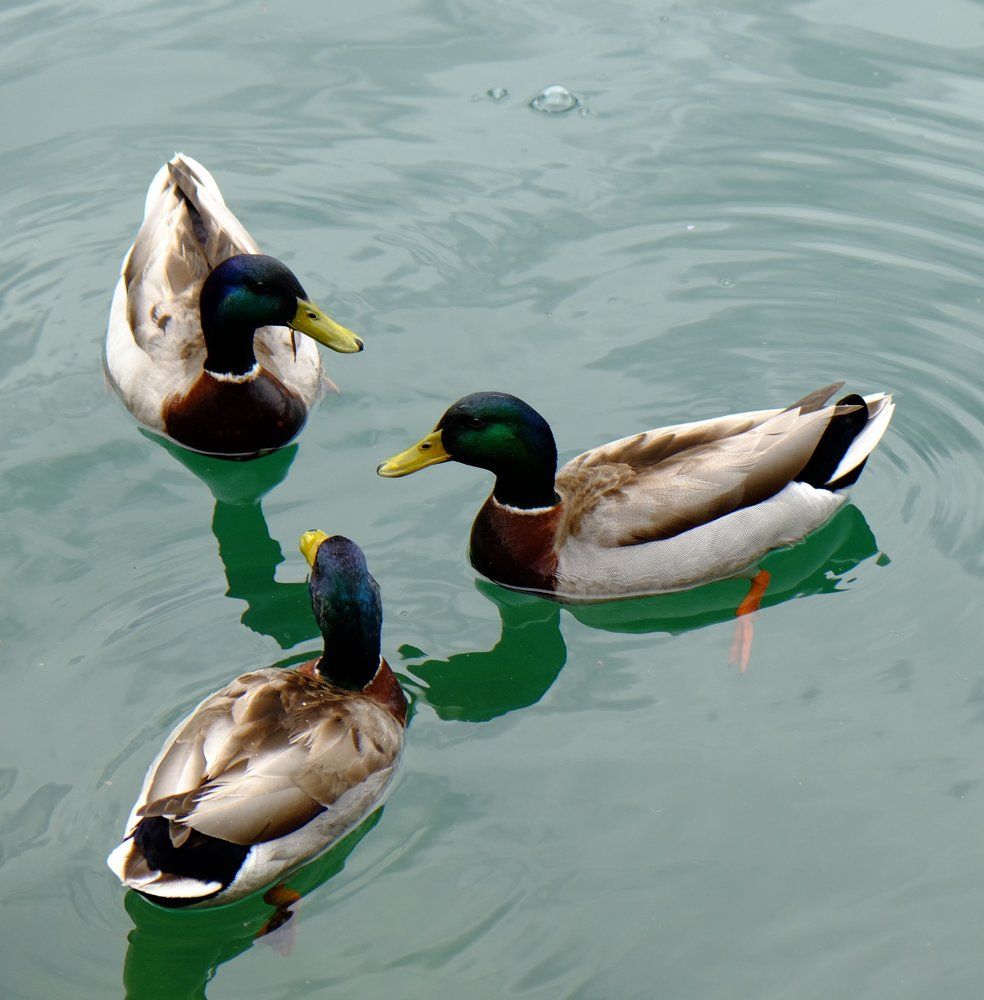 Ducks at Zell am See