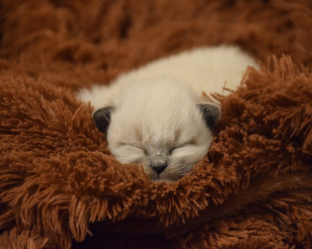 Котенок с неприличным именем