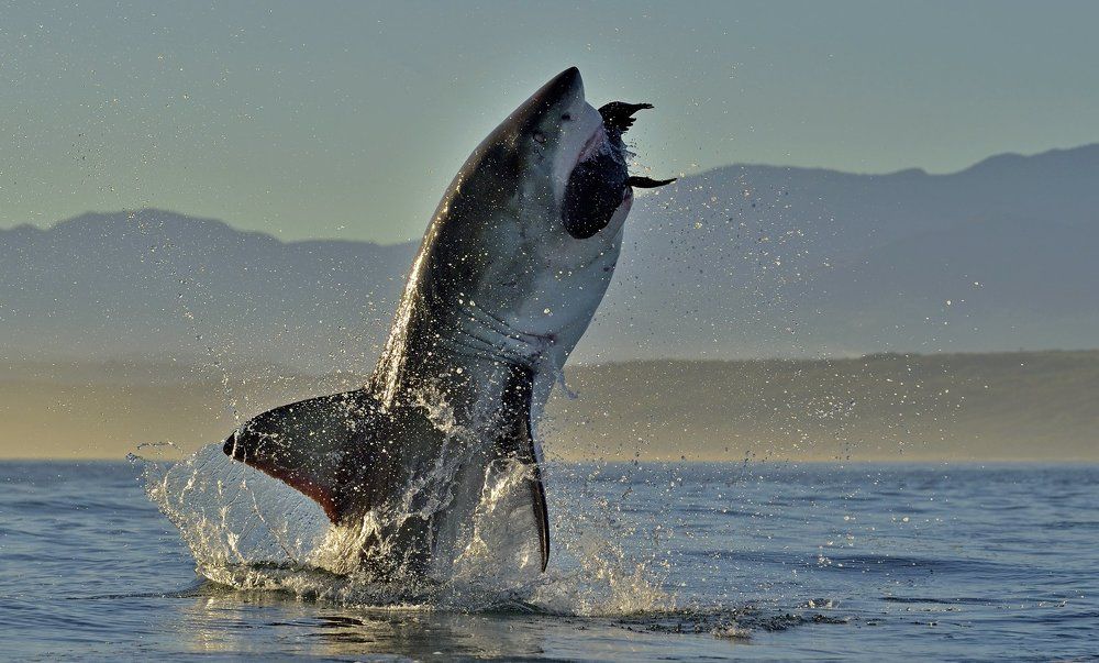 Аттака большой белой акулы.