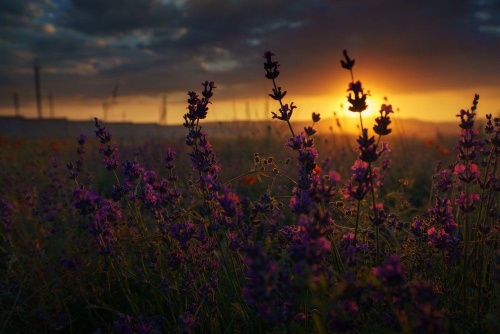 Дети Солнца.