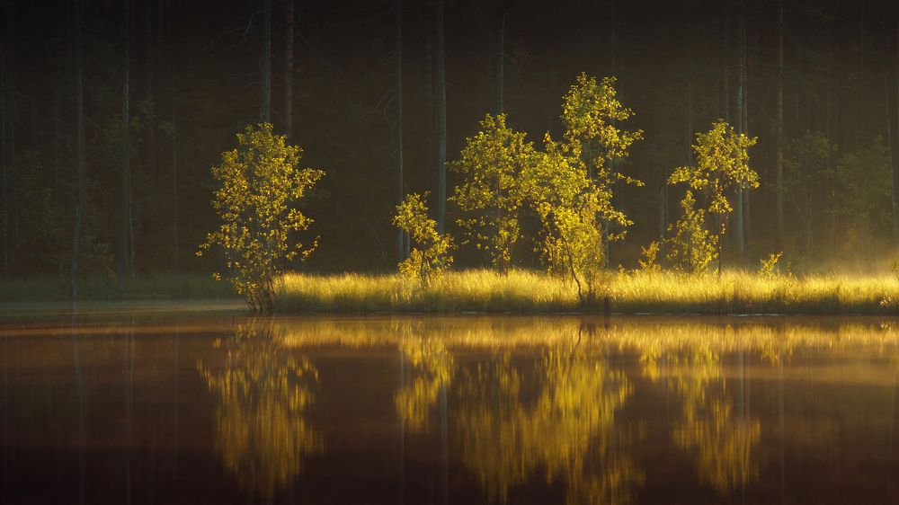 Карельское "золото".